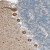 Immunohistochemistry-Paraffin: AARSD1 Antibody [NBP1-81145] - Immunohistochemical staining of human cerebellum shows strong cytoplasmic positivity in Purkinje cells.